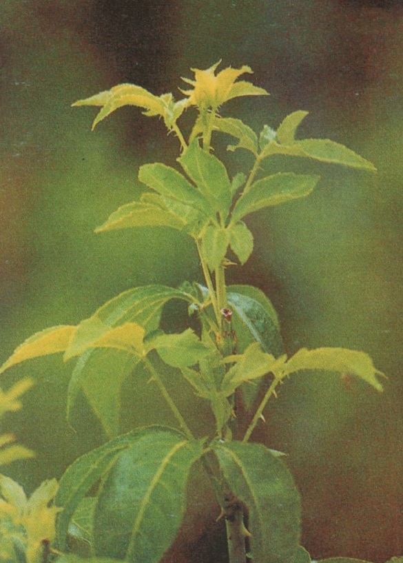 194. 白簕茶